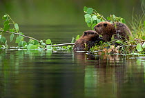 Beaver kits (Castor fiber) eating aspen, Finland, July