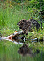 Beaver (Castor fiber) on river bank, Finland, July.