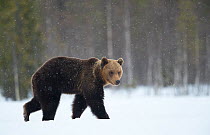 Brown Bear (Ursus arctos) in the snow, Finland, April