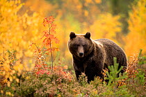 Brown bear (Ursus arctos) in autumnal forest, Finland, September