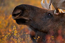Moose bull (Alces alces) head shot, Denali National Park, Alaska, USA, September