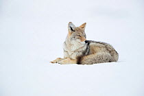 Coyote (Canis latrans) resting in snow, Yellowstone National Park, USA, February