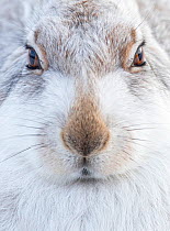 Mountain Hare (Lepus timidus) resting, close up portrait, Cairngorms, Scotland, February