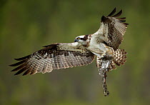Osprey (Pandion haliaetus) in flight with nest building material, Finland, July