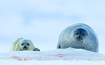 Ringed seal  (Phoca hispida) female hauled out with pup, Svalbard, Norway, April