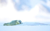 Ringed seal pup resting (Phoca hispida) Svalbard, Norway, April