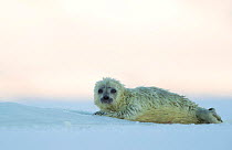 Ringed seal and pup (Phoca hispida) Svalbard, Norway, April