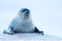 Ringed seal resting (Phoca hispida) hauled out, Svalbard, Norway, April