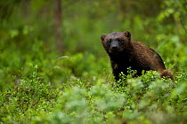 Wolverine (Gulo gulo) portrait in a forest, Finland, July