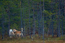 Wolves (Canis lupus) alpha male and female, Finland, September.