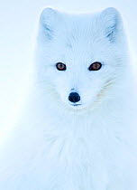 Arctic fox (Alopex lagopus), in winter coat portrait, Svalbard, Norway, April.