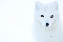Arctic fox (Alopex lagopus), in winter coat portrait, Svalbard, Norway, April.