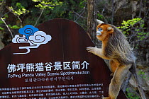 Golden snub-nosed monkey (Rhinopithecus roxellana) climbing up a sign for Foping Nature Reserve, Shaanxi, China. Endangered species