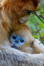 Golden snub-nosed monkey (Rhinopithecus roxellana) female with baby suckling, Foping Nature Reserve, Shaanxi, China. Endangered species