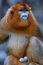Portrait of a male Golden snub-nosed monkey (Rhinopithecus roxellana) Foping Nature Reserve, Shaanxi, China. Endangered species