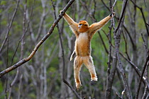 Golden snub-nosed monkey (Rhinopithecus roxellana) hanging from branches, Foping Nature Reserve, Shaanxi, China. Endangered species