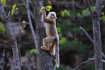 Golden snub-nosed monkey (Rhinopithecus roxellana) juvenile climbing a tree to feed on leaf, Foping Nature Reserve, Shaanxi, China. Endangered species