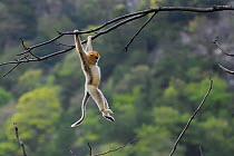 Golden snub-nosed monkey (Rhinopithecus roxellana) hanging on branch, Foping Nature Reserve, Shaanxi, China. Endangered species
