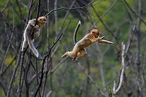 Golden snub-nosed monkey (Rhinopithecus roxellana) watching another leaping from branch to branch, Foping Nature Reserve, Shaanxi, China. Endangered species