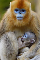 Golden snub-nosed monkey (Rhinopithecus roxellana) female with very young baby, Foping Nature Reserve, Shaanxi, China. Endangered species
