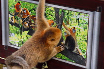 Golden snub-nosed monkey (Rhinopithecus roxellana) looking at a picture of other monkeys displayed in the Foping Nature Reserve, Shaanxi, China. Endangered species