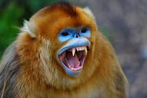 Portrait of a Golden snub-nosed monkey (Rhinopithecus roxellana) screaming, showing its teeth in Foping Nature Reserve, Shaanxi, China. Endangered species