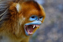 Portrait of a Golden snub-nosed monkey (Rhinopithecus roxellana) screaming and showing its teeth in Foping Nature Reserve, Shaanxi, China. Endangered species