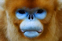 Portrait of a Golden snub-nosed monkey (Rhinopithecus roxellana) full frame of the face, Foping Nature Reserve, Shaanxi, China. Endangered species