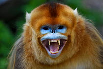 Portrait of a Golden snub-nosed monkey (Rhinopithecus roxellana) screaming and showing its teeth, Foping Nature Reserve, Shaanxi, China. Endangered species