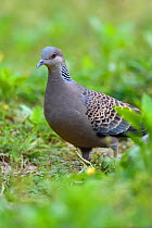 Oriental turtle dove (Streptopelia chinensis), walking on grass in Yangxian Biosphere Reserve, Shaanxi, China, April.