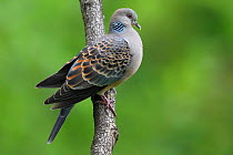 Oriental turtle dove (Streptopelia chinensis) perched on branch, Yangxian Biosphere Reserve, Shaanxi, China
