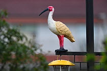 Statue of a Crested ibis (Nipponia nippon) as decoration in the Yangxian Biosphere Reserve, Shaanxi, China