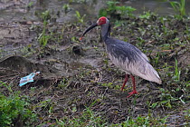 Crested ibis (Nipponia nippon) in breeding colours with litter,  Yangxian Biosphere Reserve, Shaanxi, China