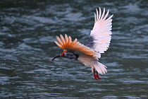 Crested ibis (Nipponia nippon) in breeding colours, flying over water in Yangxian Biosphere Reserve, Shaanxi, China, April.