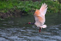 Crested ibis (Nipponia nippon) in breeding colours, flying over water in Yangxian Biosphere Reserve, Shaanxi, China, April.