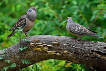 Oriental turtle doves (Streptopelia chinensis), male in courtship display to female, Yangxian Biosphere Reserve, Shaanxi, China