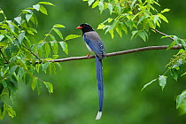 Red-billed blue magpie (Urocissa erythroryncha) perched on a branch, Yangxian Biosphere Reserve, Shaanxi, China, April.