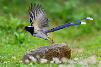 Red-billed blue magpie (Urocissa erythroryncha) taking off from a stone in Yangxian Biosphere Reserve, Shaanxi, China