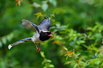 Red-billed blue magpie (Urocissa erythroryncha) flying, Yangxian Biosphere Reserve, Shaanxi, China