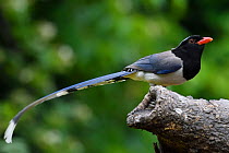 Red-billed blue magpie (Urocissa erythroryncha) sitting on a branch, Yangxian Biosphere Reserve, Shaanxi, China