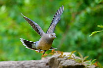 Oriental turtle dove (Streptopelia chinensis), flying, Yangxian Biosphere Reserve, Shaanxi, China