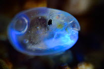Bioluminescent Sea-firefliy (Vargula hilgendorfii) producing a bright blue light. The light is produced by mixing two chemicals together in the presence of oxygen and is for mating displays or prey de...