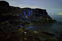 Bioluminescent Sea-fireflies (Vargula hilgendorfii)  washed up on shore, producing a bright blue light. The light is produced by mixing two chemicals together in the presence of oxygen and is for mati...