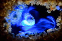 Bioluminescent Sea-fireflies (Vargula hilgendorfii) producing a bright blue light. The light is produced by mixing two chemicals together in the presence of oxygen and is for mating displays or defenc...