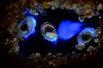 Bioluminescent Sea-fireflies (Vargula hilgendorfii) producing a bright blue light. The light is produced by mixing two chemicals together in the presence of oxygen and is for mating displays or defenc...