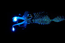 Bioluminescent Firefly squid (Watasenia scintillans)  emits intense flashes of light from three tiny luminous organs (photophores) that are located at the tip of each of a pair of ventral arms, as wel...
