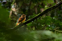 Atlantic royal flycatcher (Onychorhynchus swainsoni) perched on mossy tree branch, South-east Atlantic rainforest. Sao Miguel Arcanjo, Sao Paulo, Brazil. Endemic species.Vulnerable.