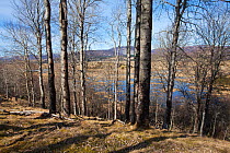 Insh Marshes RSPB reserve and Aspen (Populus tremula) Strathspey, Highland Region, Scotland, March.