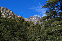 Foret de Cervello and mountains near Vivario, Corsica, France May 2017.