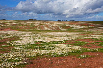 Flowers (Anthemis chia) mass on rolling plains near Sao Marcos Alentejo region, Portugal, February.